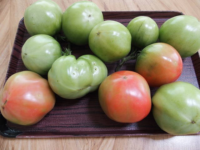 家庭菜園 トマトを実が青い時に取っていいの いいんです追熟出来ます